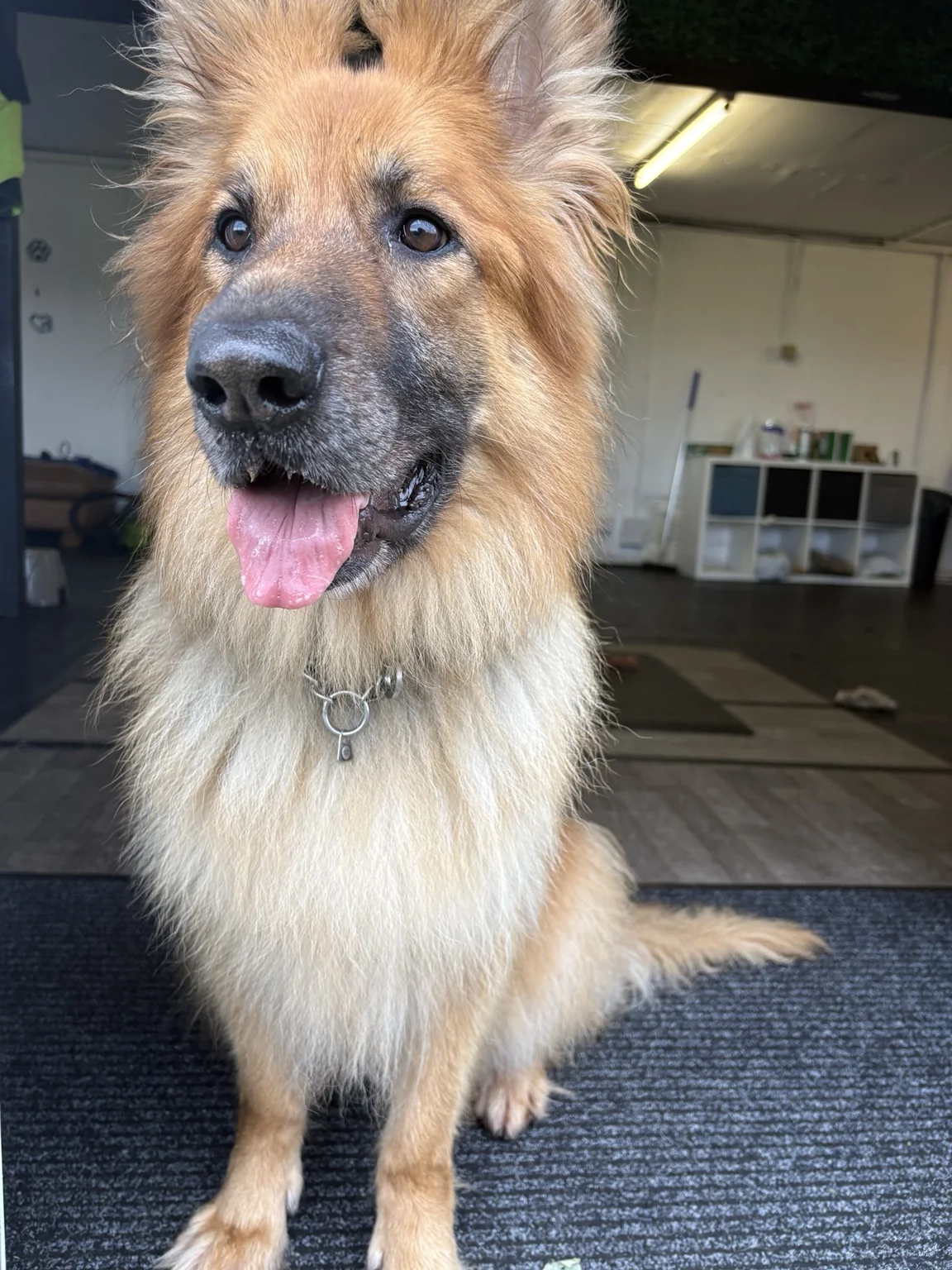 Dog at Only Dugs daycare